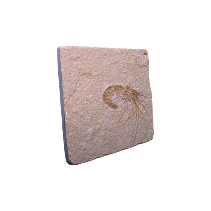 Shrimp Fossil