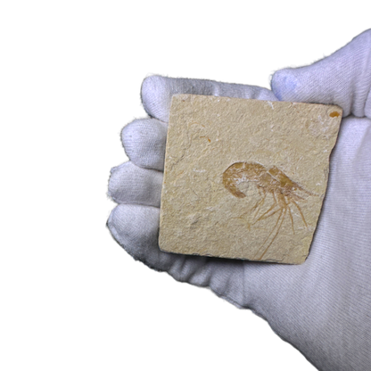 Shrimp Fossil