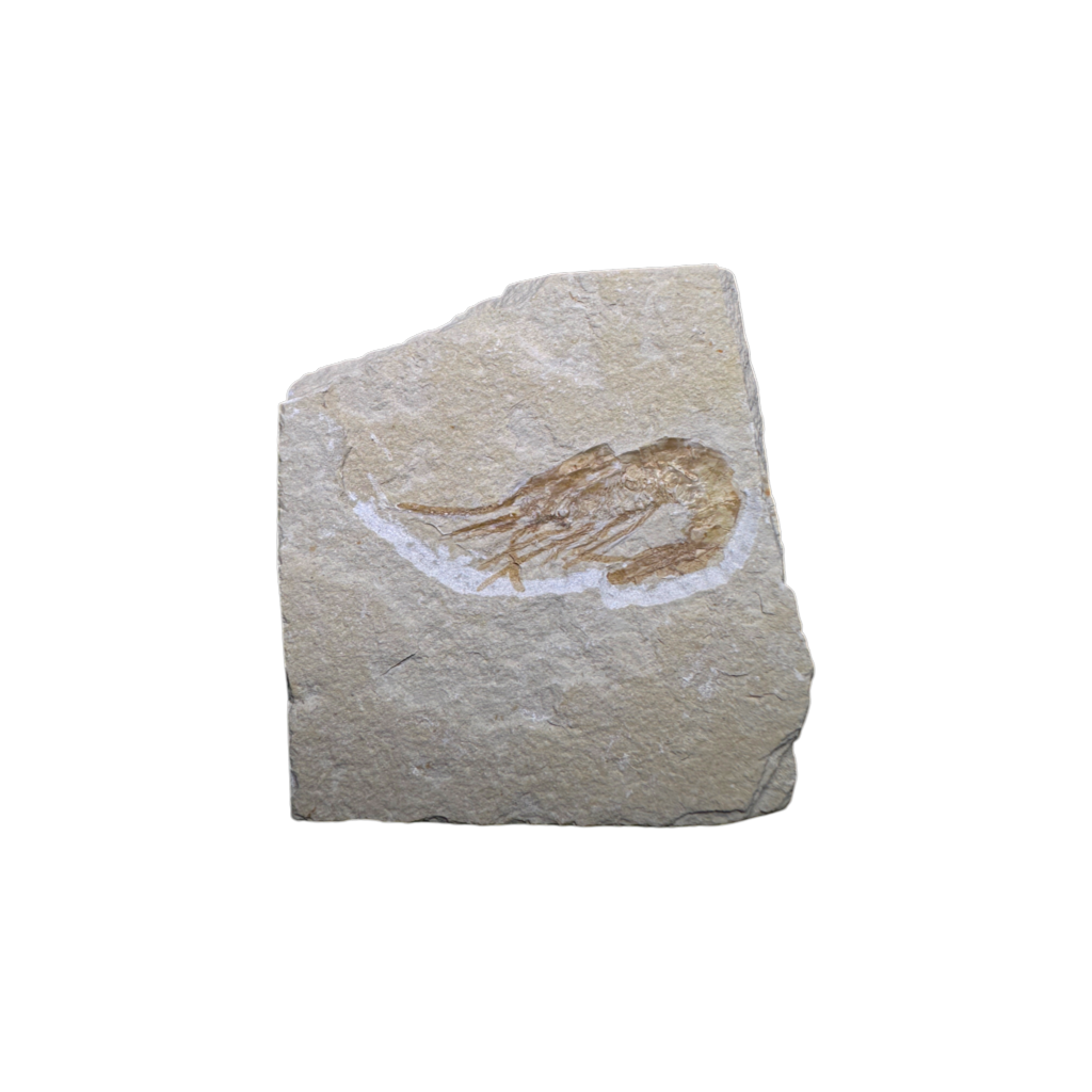 Shrimp Fossil