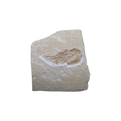 Shrimp Fossil
