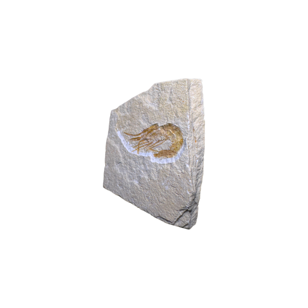 Shrimp Fossil