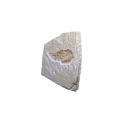 Shrimp Fossil