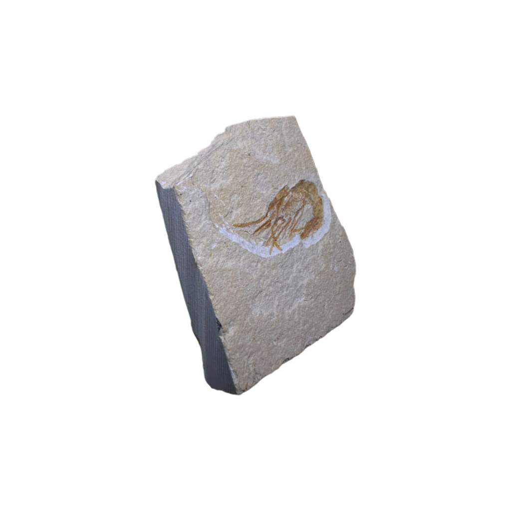 Shrimp Fossil