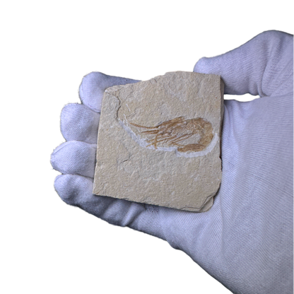 Shrimp Fossil