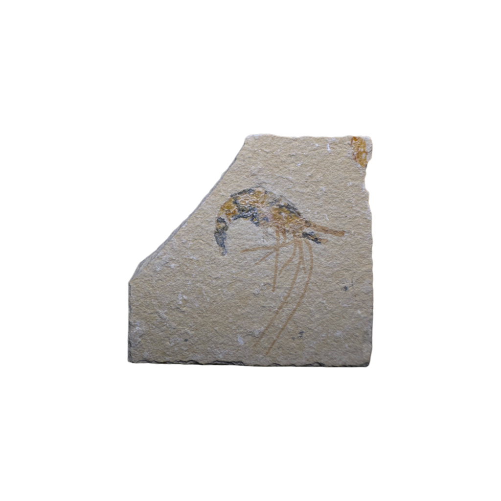 Shrimp Fossil