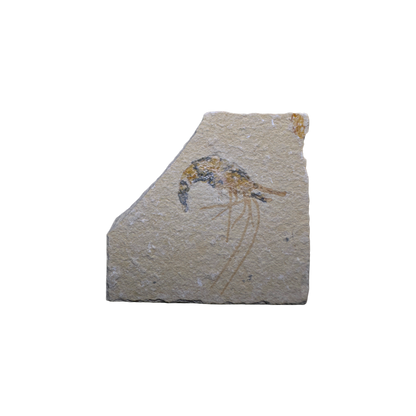 Shrimp Fossil