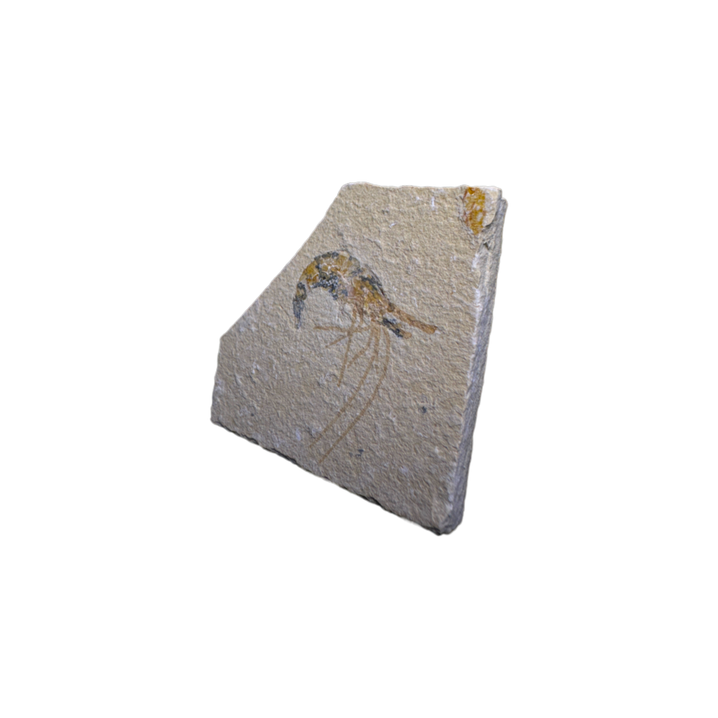 Shrimp Fossil