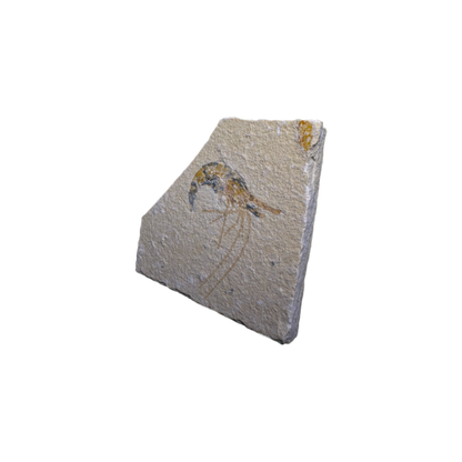 Shrimp Fossil
