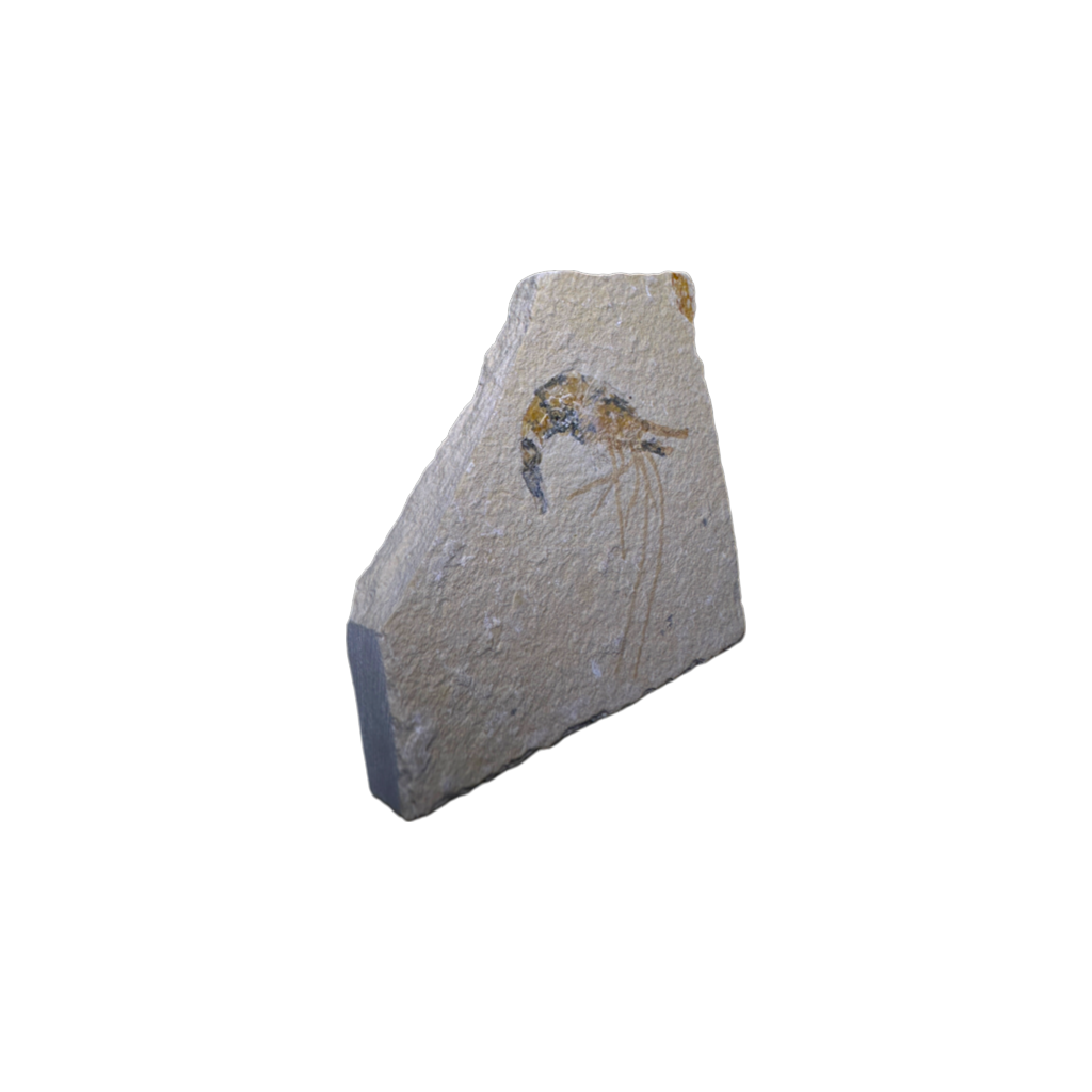 Shrimp Fossil