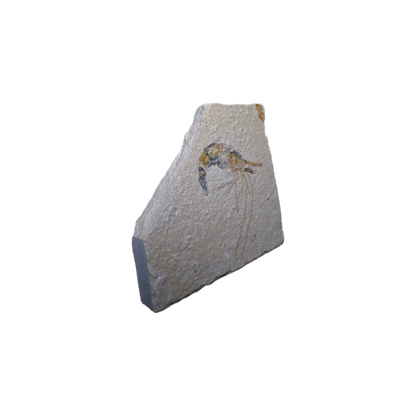Shrimp Fossil