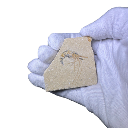Shrimp Fossil