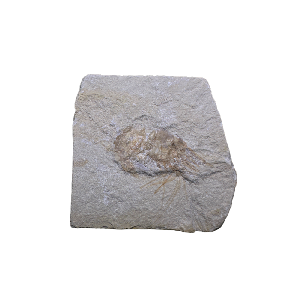 Shrimp Fossil