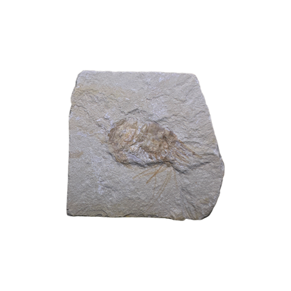 Shrimp Fossil