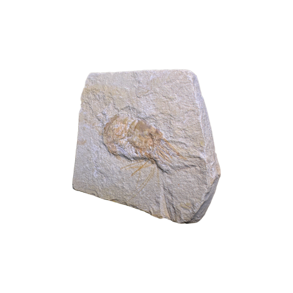 Shrimp Fossil