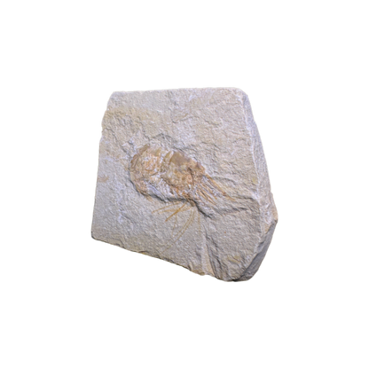 Shrimp Fossil