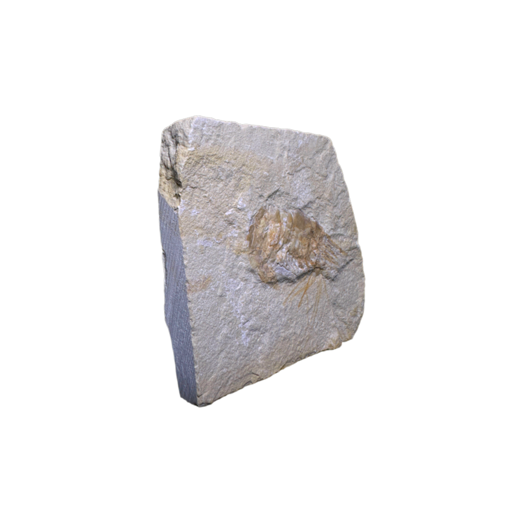 Shrimp Fossil