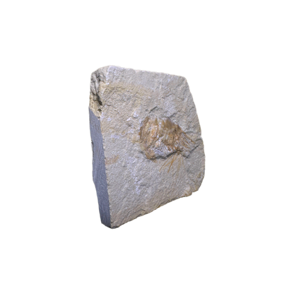 Shrimp Fossil