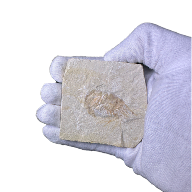 Shrimp Fossil