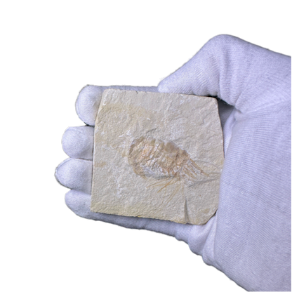 Shrimp Fossil