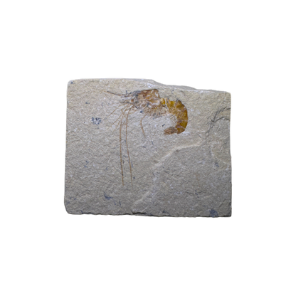 Shrimp Fossil