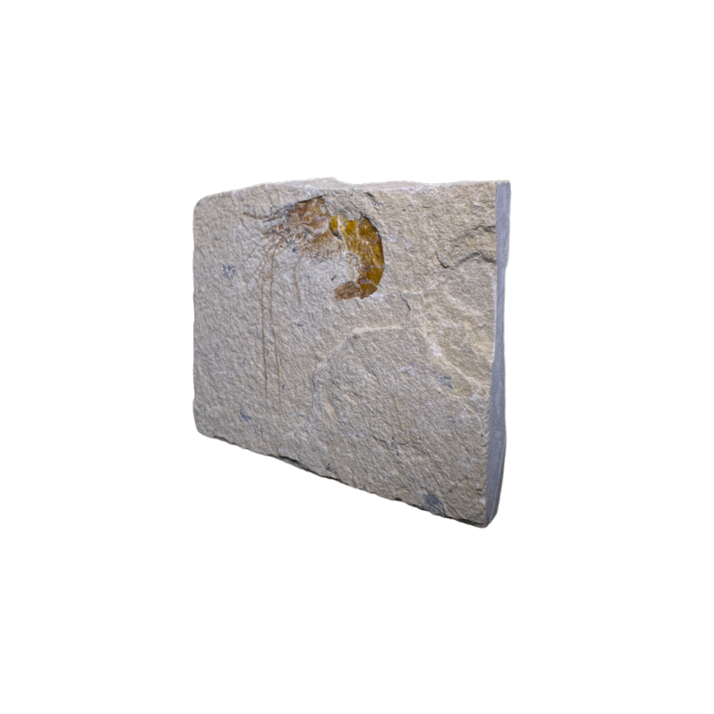 Shrimp Fossil