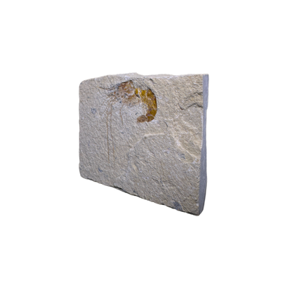 Shrimp Fossil