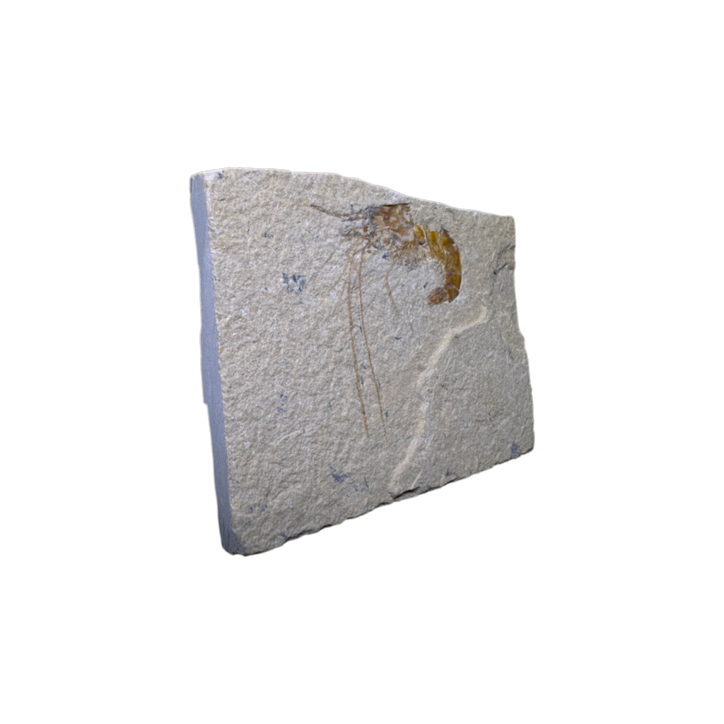 Shrimp Fossil