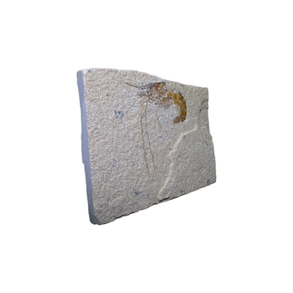 Shrimp Fossil