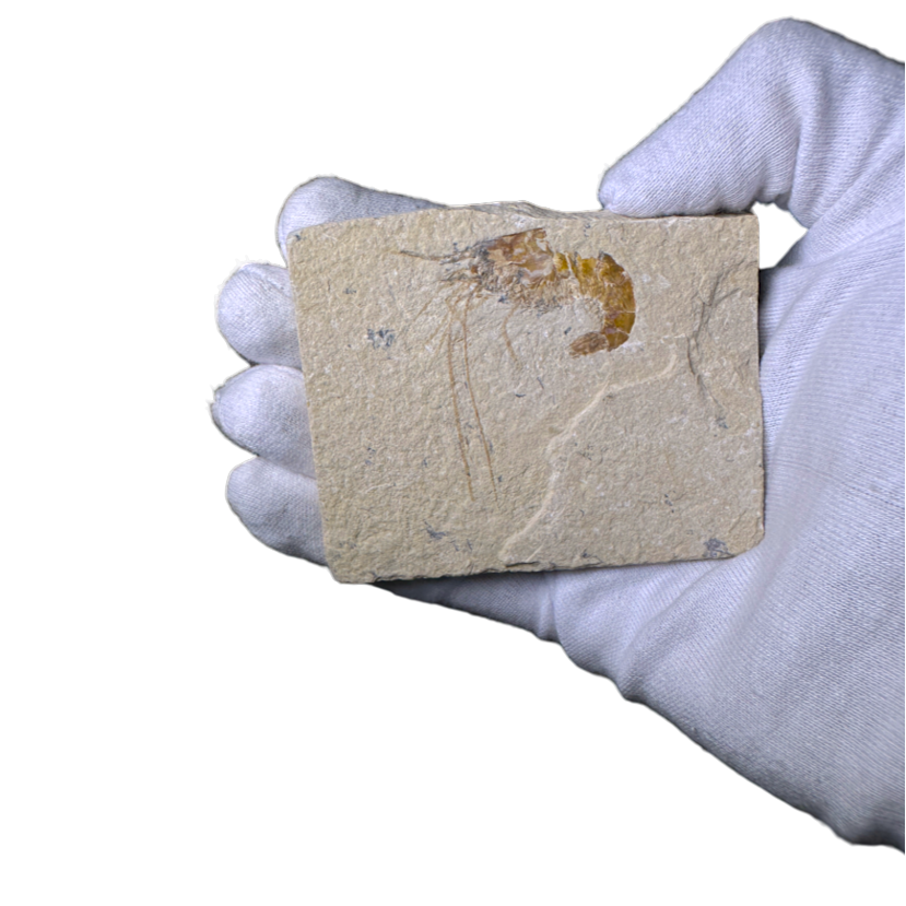 Shrimp Fossil