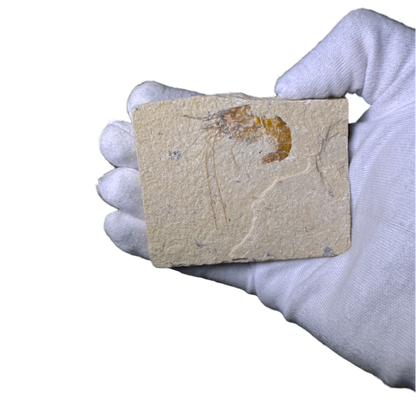 Shrimp Fossil