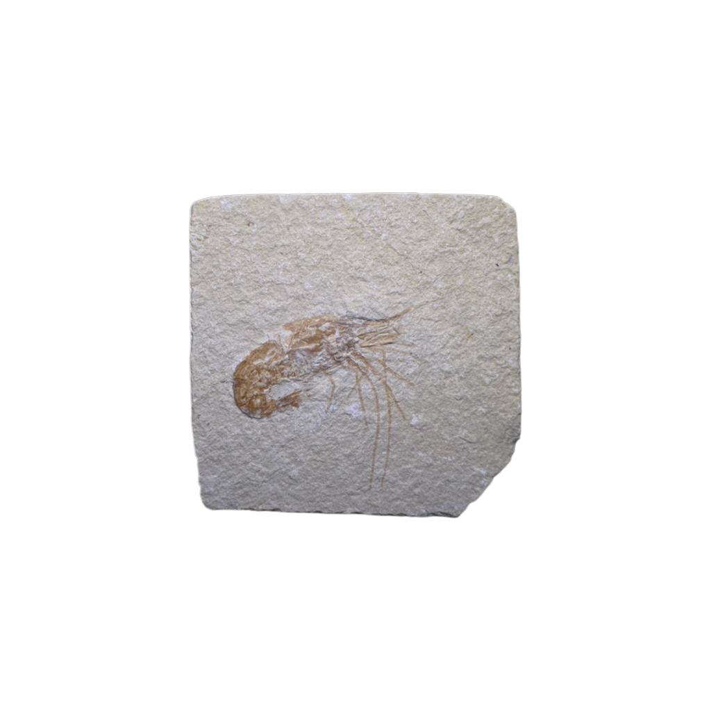 Shrimp Fossil