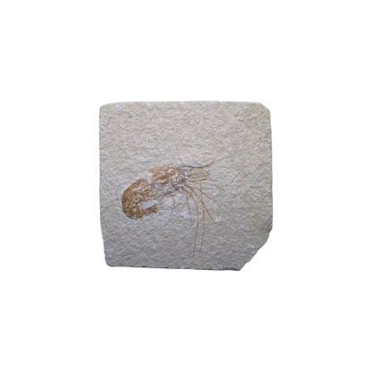 Shrimp Fossil