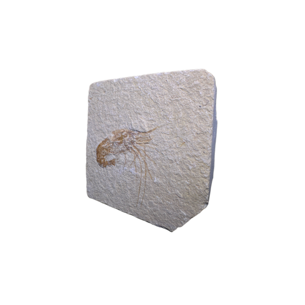 Shrimp Fossil