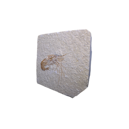 Shrimp Fossil