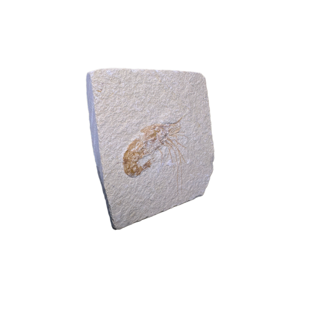 Shrimp Fossil