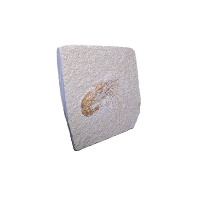 Shrimp Fossil