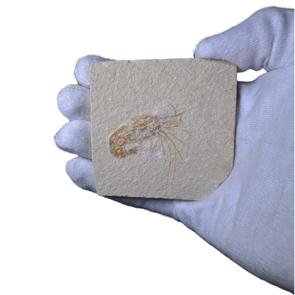 Shrimp Fossil