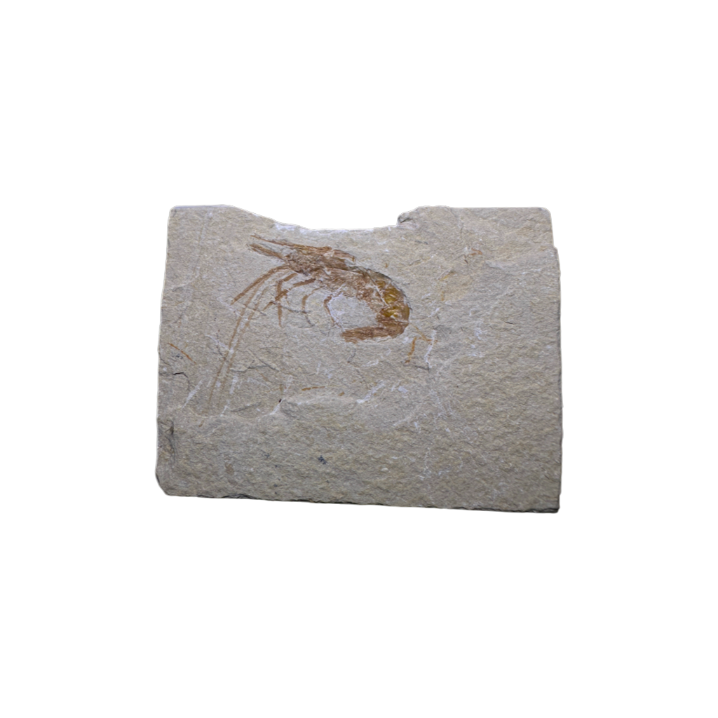 Shrimp Fossil