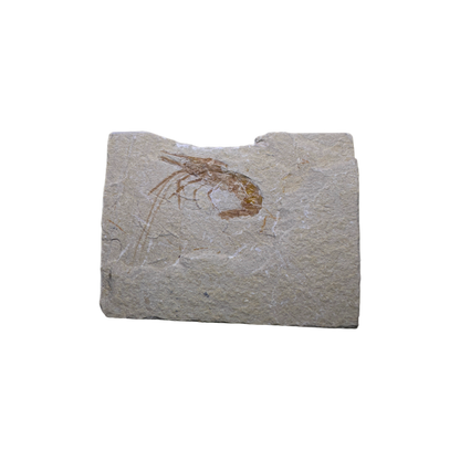 Shrimp Fossil