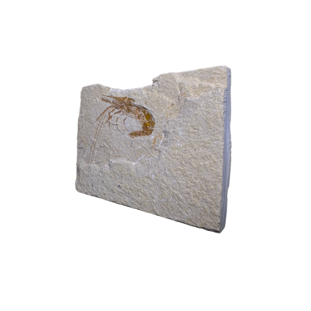 Shrimp Fossil