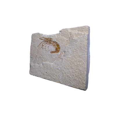 Shrimp Fossil