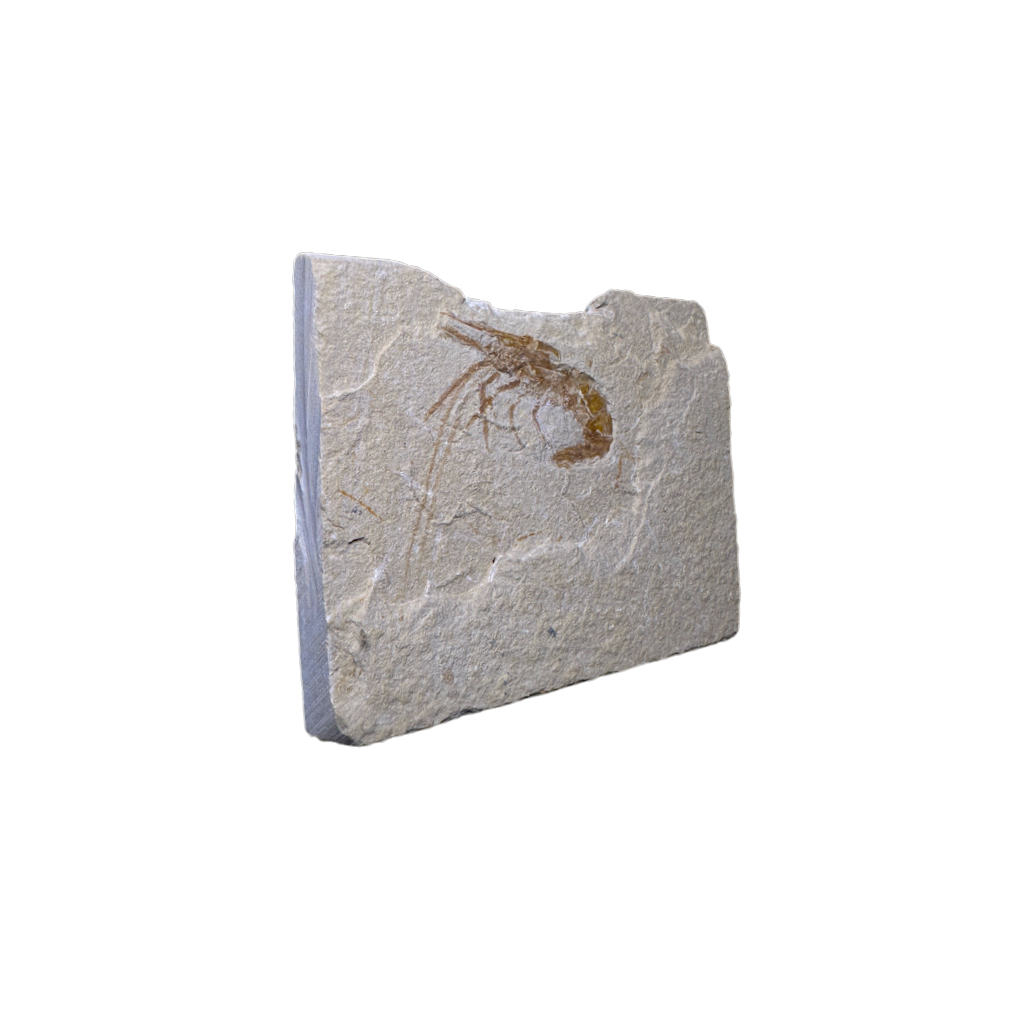 Shrimp Fossil