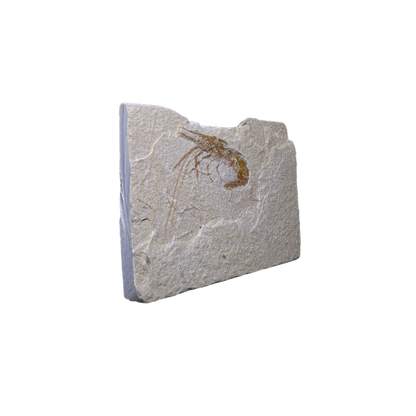 Shrimp Fossil