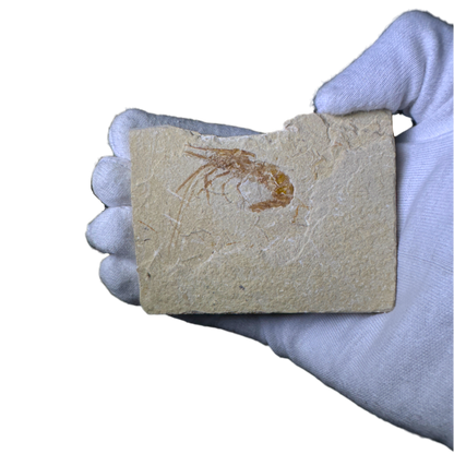 Shrimp Fossil