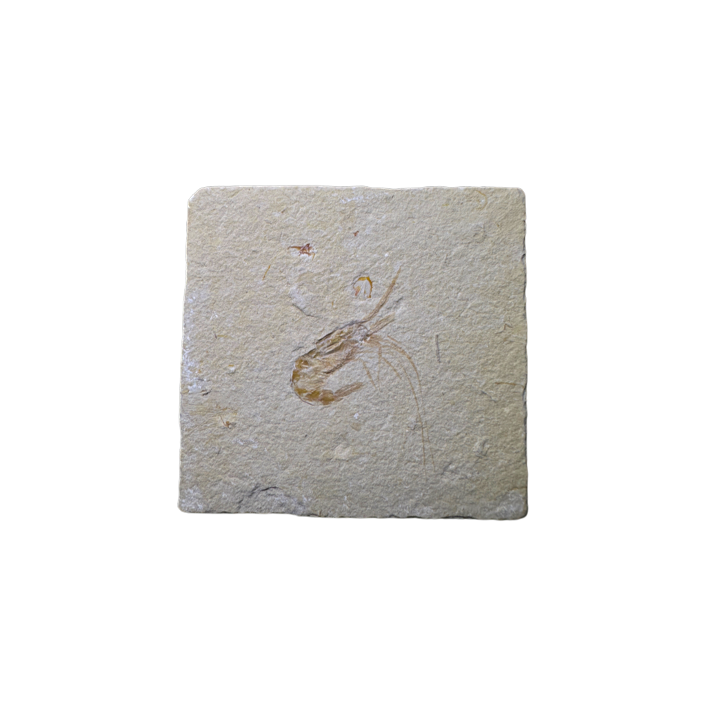 Shrimp Fossil