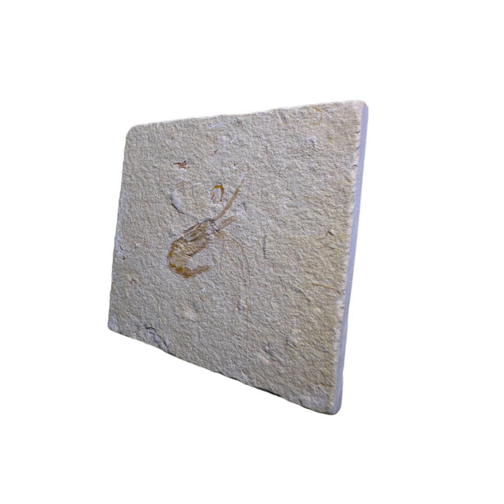 Shrimp Fossil