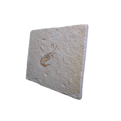 Shrimp Fossil