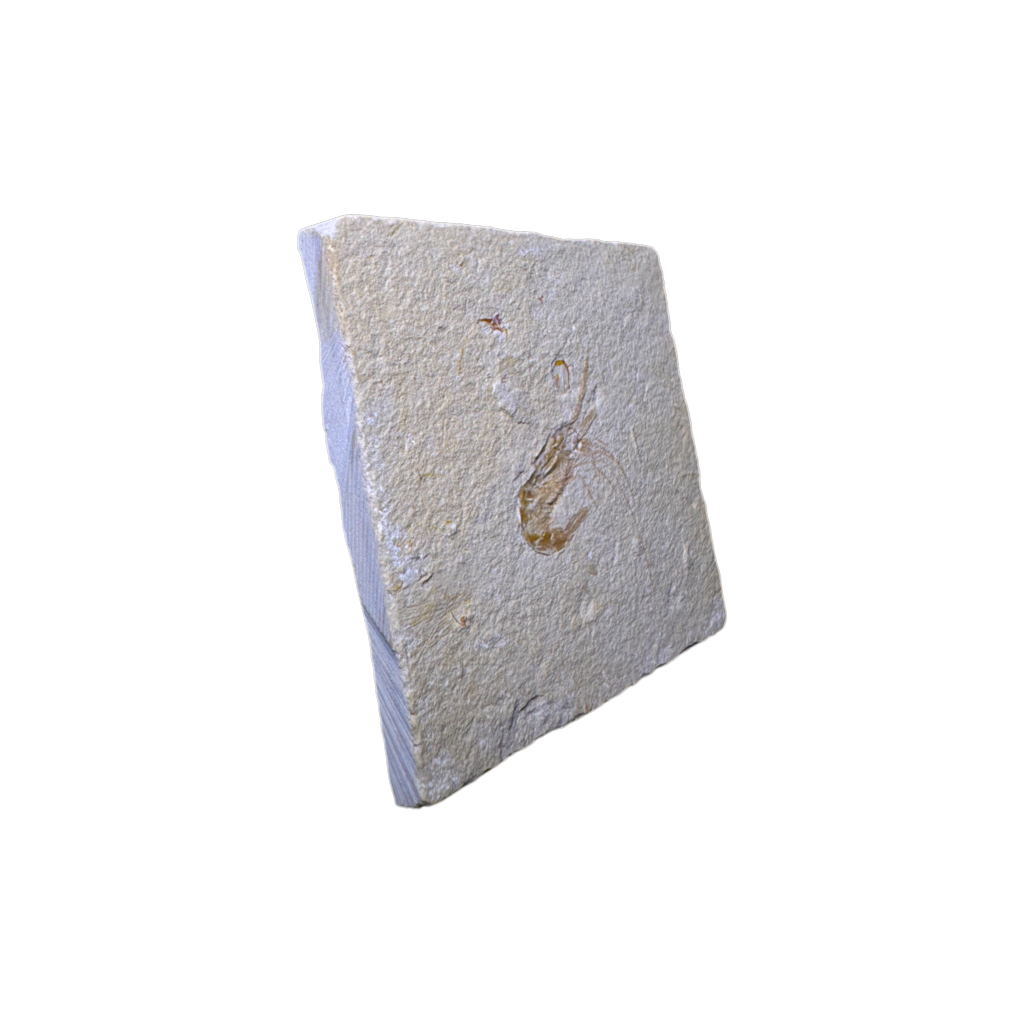Shrimp Fossil