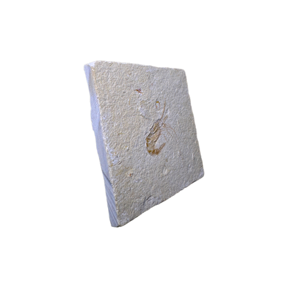 Shrimp Fossil
