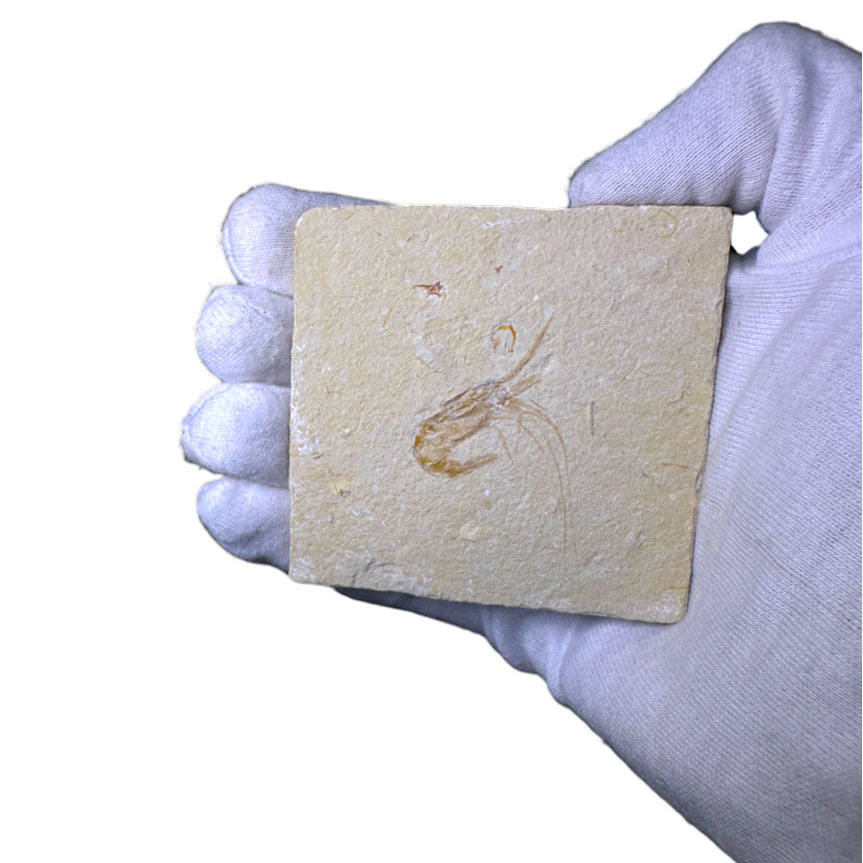 Shrimp Fossil